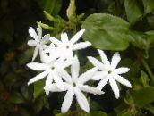 photo Pot Flowers Jasmine liana, Jasminum white