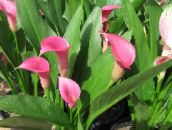 photo Pot Flowers Arum lily herbaceous plant, Zantedeschia pink