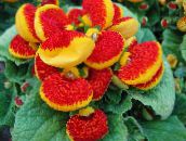 photo  Slipper flower herbaceous plant, Calceolaria red