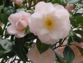 photo Pot Flowers Camellia tree white
