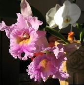 foto Topfblumen Cattleya Orchidee grasig rosa