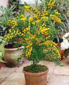 photo Pot Flowers Acacia shrub yellow