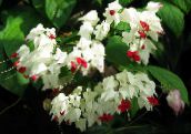 photo Pot Flowers Clerodendron shrub, Clerodendrum white