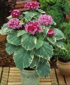 photo Pot Flowers Clerodendron shrub, Clerodendrum pink