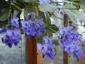 photo Pot Flowers Clerodendron shrub, Clerodendrum light blue