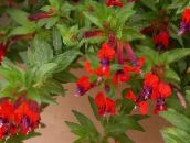 фотографија Затворене Цветови Цигарета Биљка грмови, Cuphea црвено