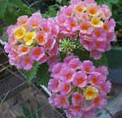 zdjęcie Pokojowe Kwiaty Lantan krzaki, Lantana różowy