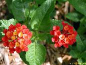 photo Pot Flowers lantana shrub red