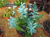 photo Pot Flowers Cape Cowslip herbaceous plant, Lachenalia light blue