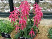 photo Pot Flowers Cape Cowslip herbaceous plant, Lachenalia pink