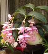 photo Pot Flowers Showy Melastome shrub, Medinilla pink