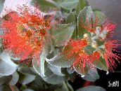photo Pot Flowers Christmas tree, Pohutukawa, Metrosideros red