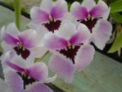 photo Pot Flowers Miltonia herbaceous plant lilac