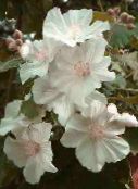 photo  Flowering Maple, Weeping Maple, Chinese Lantern tree, Abutilon white