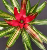 photo Pot Flowers Bromeliad herbaceous plant, Neoregelia red