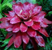 photo Pot Flowers Bromeliad herbaceous plant, Neoregelia claret
