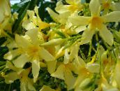 foto Podu Ziedi Roze Bay, Oleandrs krūms, Nerium oleander dzeltens