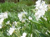 photo Pot Flowers Rose bay, Oleander shrub, Nerium oleander white