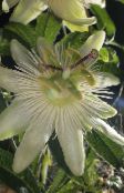 photo  Passion flower liana, Passiflora white