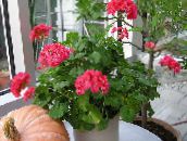 photo Pot Flowers Geranium herbaceous plant, Pelargonium red