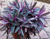 photo Pot Flowers Rhoeo Tradescantia herbaceous plant purple