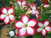 foto Topfblumen Desert Rose bäume, Adenium rot