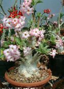 照片 盆花 沙漠玫瑰 树, Adenium 粉红色
