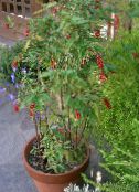 photo Pot Flowers Bloodberry, Rouge Plant, Baby Pepper, Pigeonberry, Coralito shrub, Rivina pink