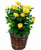 photo Pot Flowers Rose shrub yellow