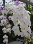 photo Pot Flowers Phalaenopsis herbaceous plant white